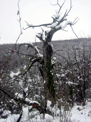 neige  Roquedur le 8 mars 2010